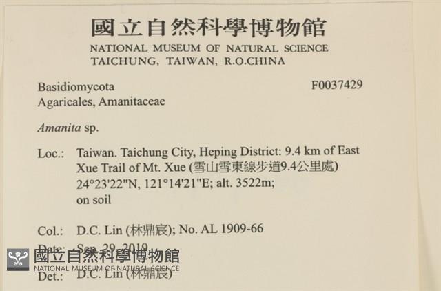 鵝膏屬藏品圖，第2張
