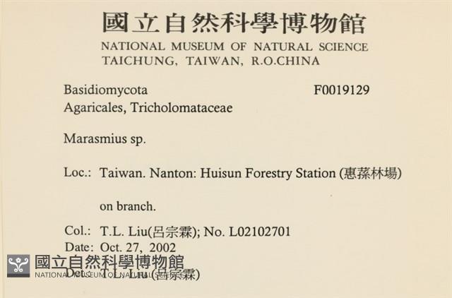 小皮傘屬藏品圖，第2張