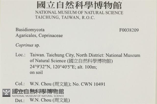 鬼傘屬藏品圖，第2張