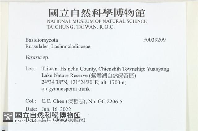 叉絲革菌屬藏品圖，第2張