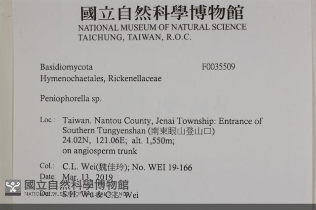 擬筍殼菌屬藏品圖，第2張