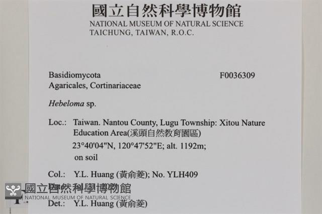 登錄號:F0036309藏品圖，第2張