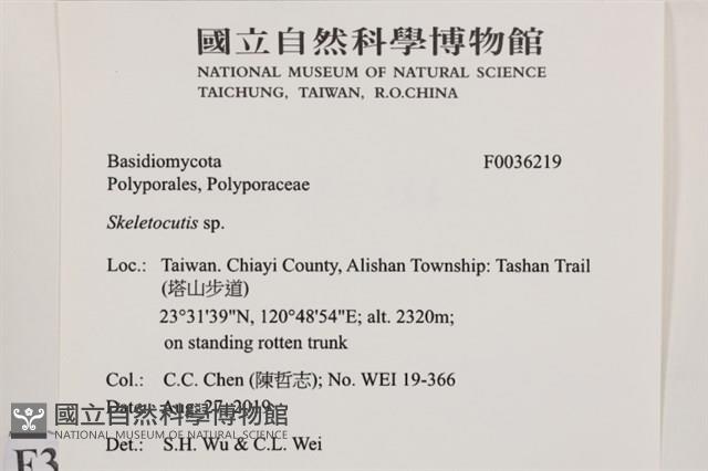 骨皮菌屬藏品圖，第2張