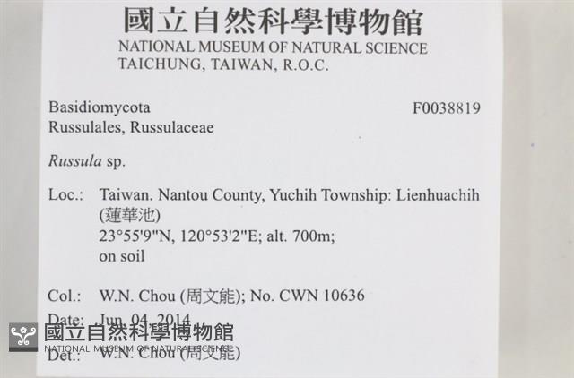 紅菇屬藏品圖，第2張