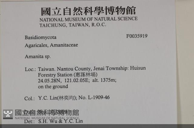 鵝膏屬藏品圖，第2張