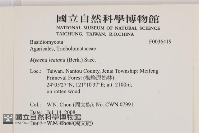 利氏小菇藏品圖，第2張
