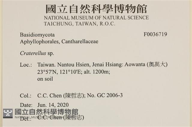喇叭菌屬藏品圖，第2張
