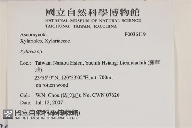 炭角菌屬藏品圖，第2張