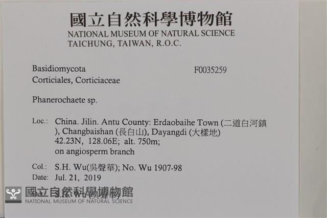 顯絲菌屬藏品圖，第2張