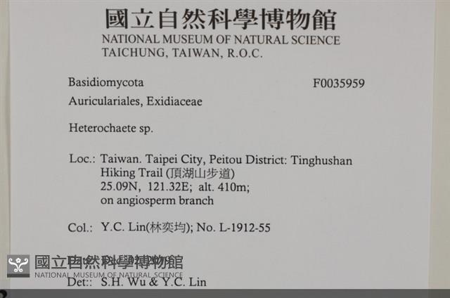 刺皮菌屬藏品圖，第2張