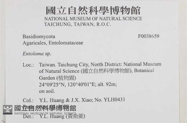 粉褶菌屬藏品圖，第2張