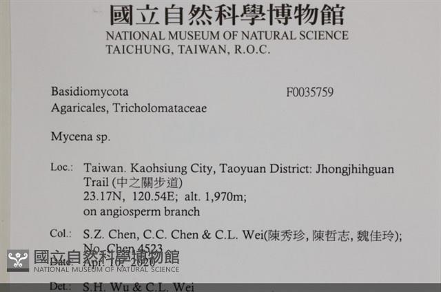 小菇屬藏品圖，第2張