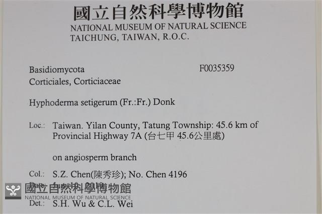 剛毛絲皮菌藏品圖，第2張