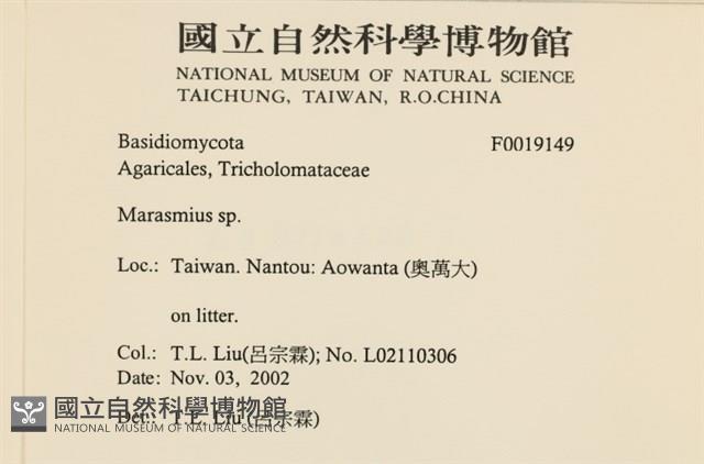 小皮傘屬藏品圖，第2張