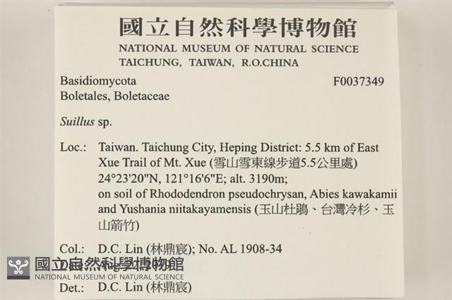 登錄號:F0037349藏品圖，第2張
