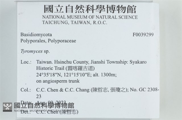 乾酪菌屬藏品圖，第2張
