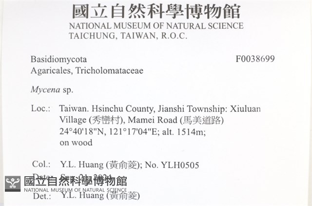 小菇屬藏品圖，第2張