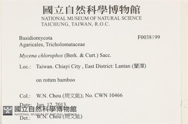 發光小菇藏品圖，第2張