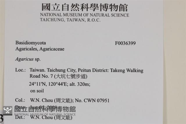 傘菌屬藏品圖，第2張