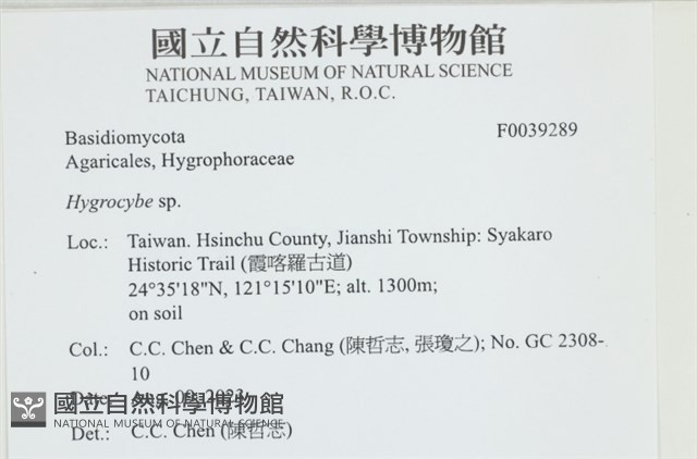 濕傘屬藏品圖，第1張