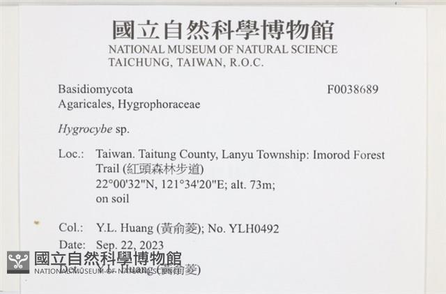 濕傘屬藏品圖，第2張