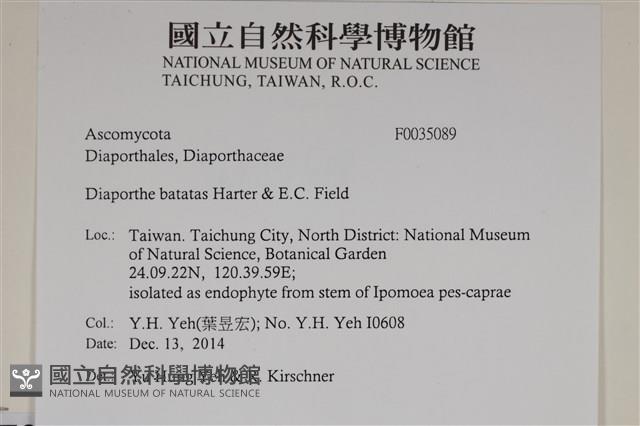 登錄號:F0035089藏品圖，第2張