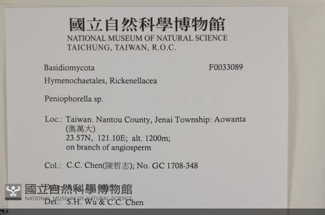 擬筍殼菌屬藏品圖，第3張