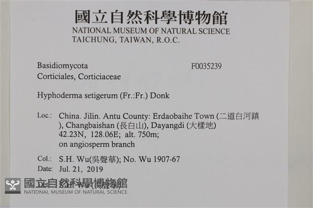 剛毛絲皮菌藏品圖，第2張