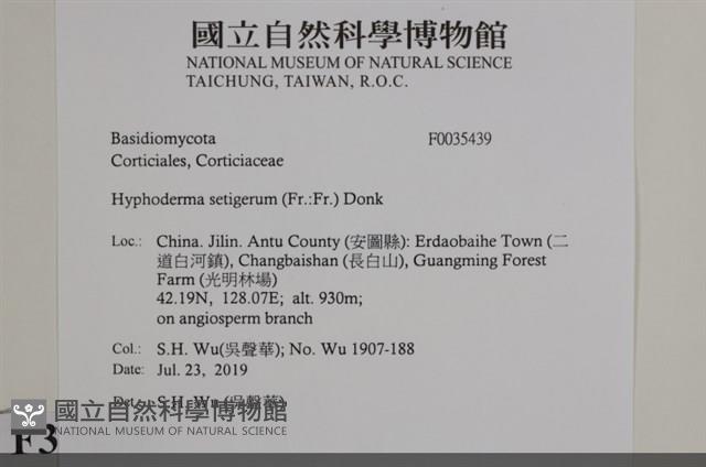 剛毛絲皮菌藏品圖，第2張