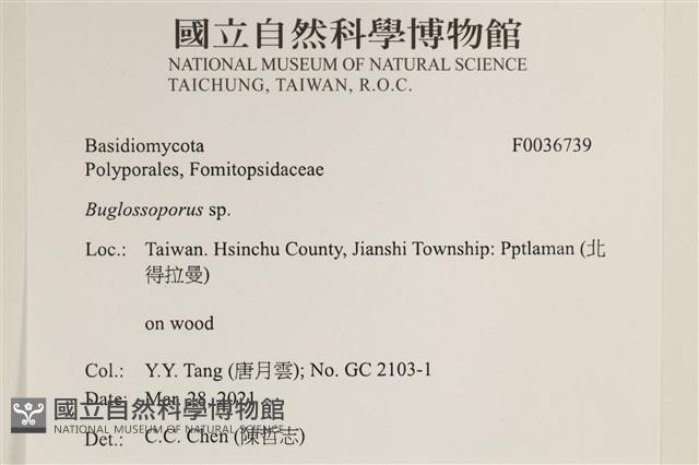 登錄號:F0036739藏品圖，第2張