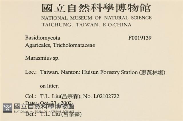 小皮傘屬藏品圖，第2張