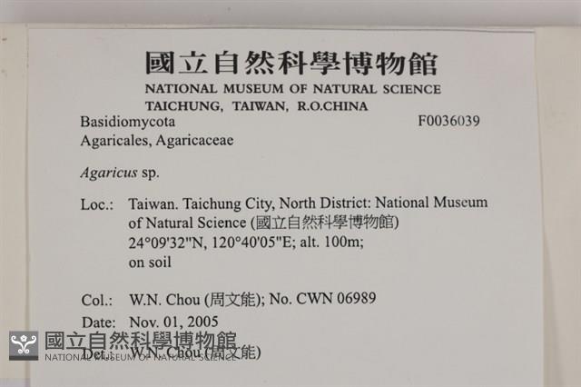 傘菌屬藏品圖，第2張