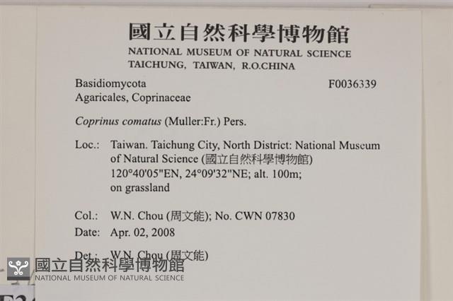 登錄號:F0036339藏品圖，第2張