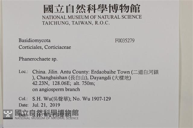 顯絲菌屬藏品圖，第2張