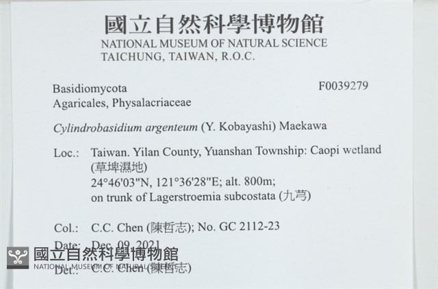 阿根廷柱擔菌藏品圖，第2張