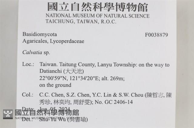 禿馬勃屬藏品圖，第2張