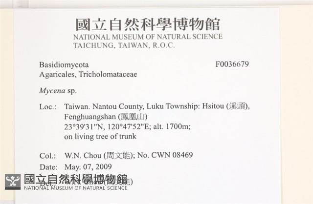小菇屬藏品圖，第2張