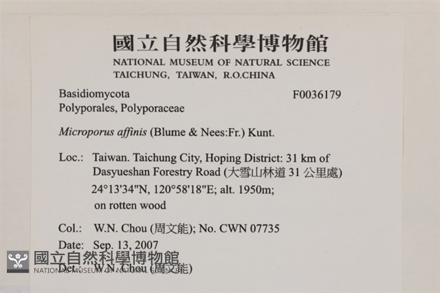 相鄰小孔菌藏品圖，第2張