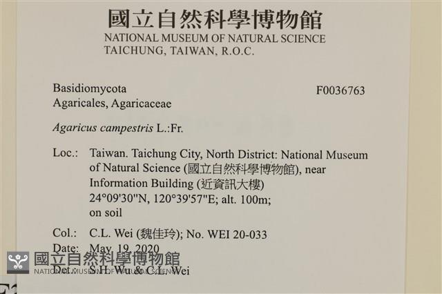四孢蘑菇藏品圖，第2張