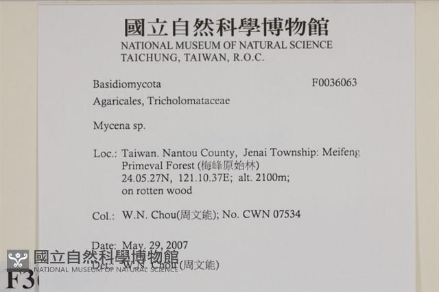 小菇屬藏品圖，第2張