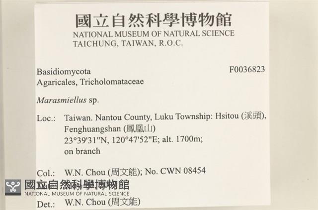 微皮傘屬藏品圖，第2張