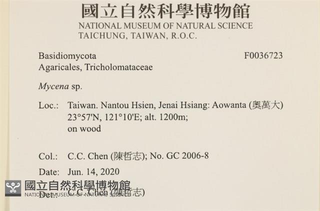 小菇屬藏品圖，第2張