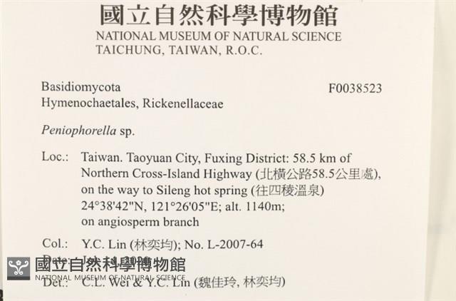 擬筍殼菌屬藏品圖，第2張