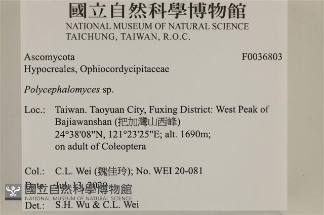 登錄號:F0036803藏品圖，第2張