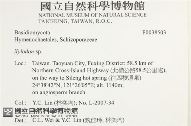 木齒菌屬藏品圖，第2張