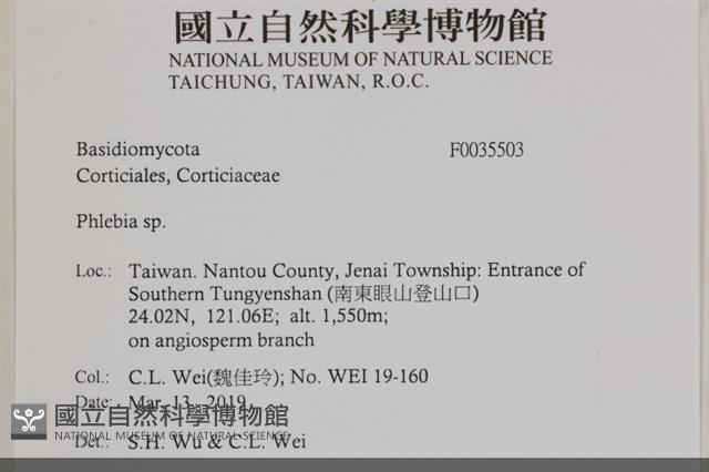 射脈菌屬藏品圖，第2張