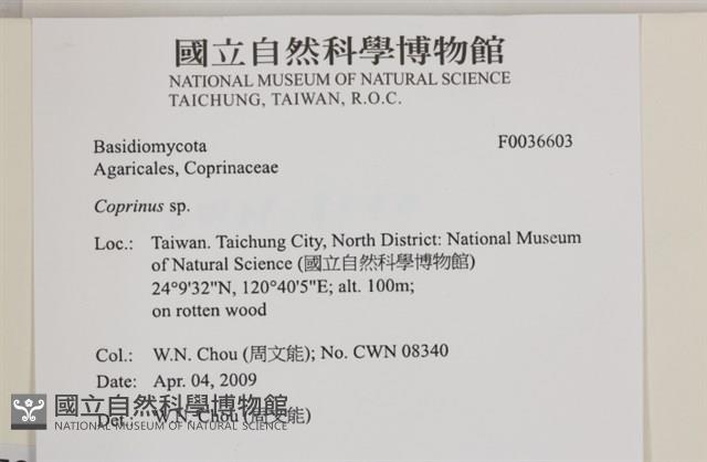 煙管菌藏品圖，第2張