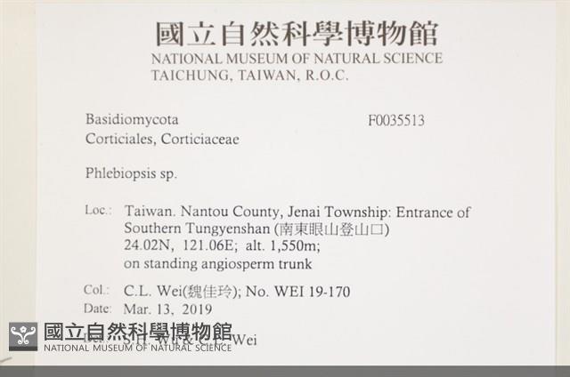 擬射脈菌屬藏品圖，第2張
