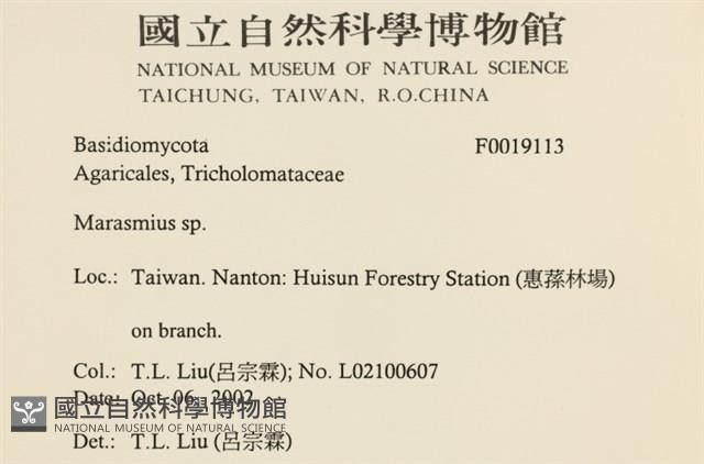 小皮傘屬藏品圖，第2張