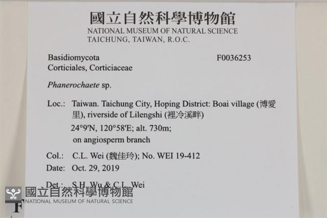 顯絲菌屬藏品圖，第2張